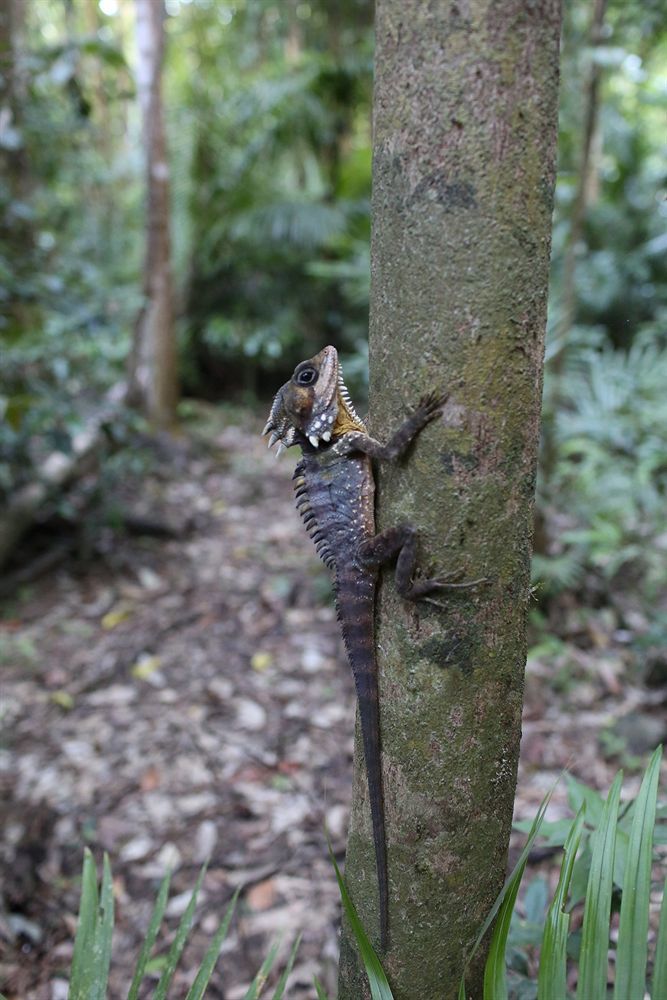 Heritage Lodge Daintree Esterno foto