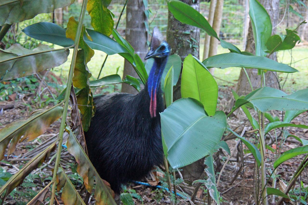 Heritage Lodge Daintree Esterno foto