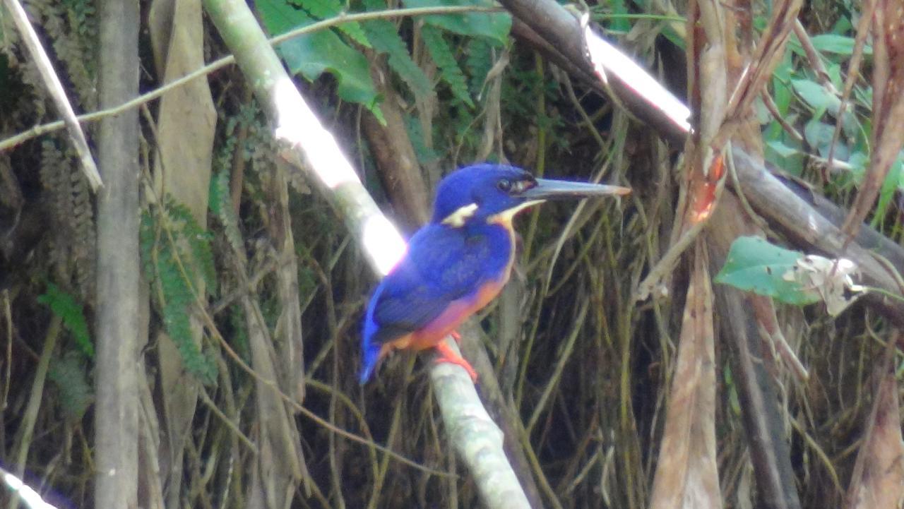 Heritage Lodge Daintree Esterno foto