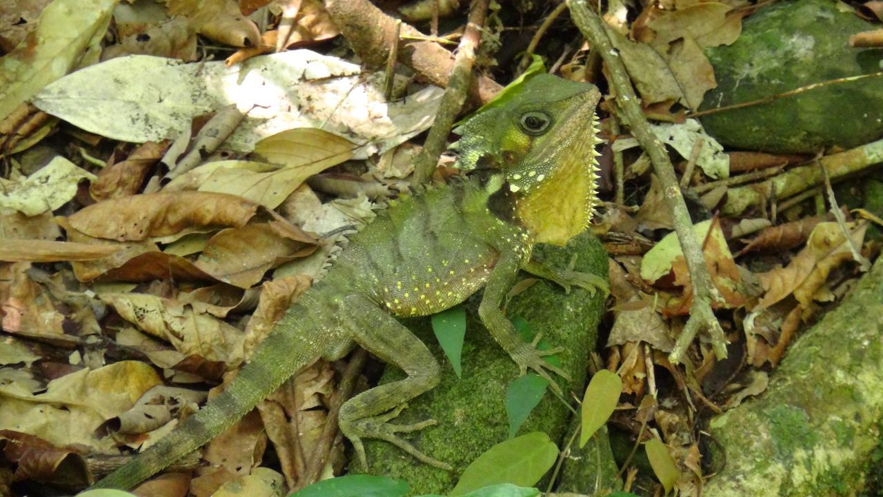 Heritage Lodge Daintree Esterno foto