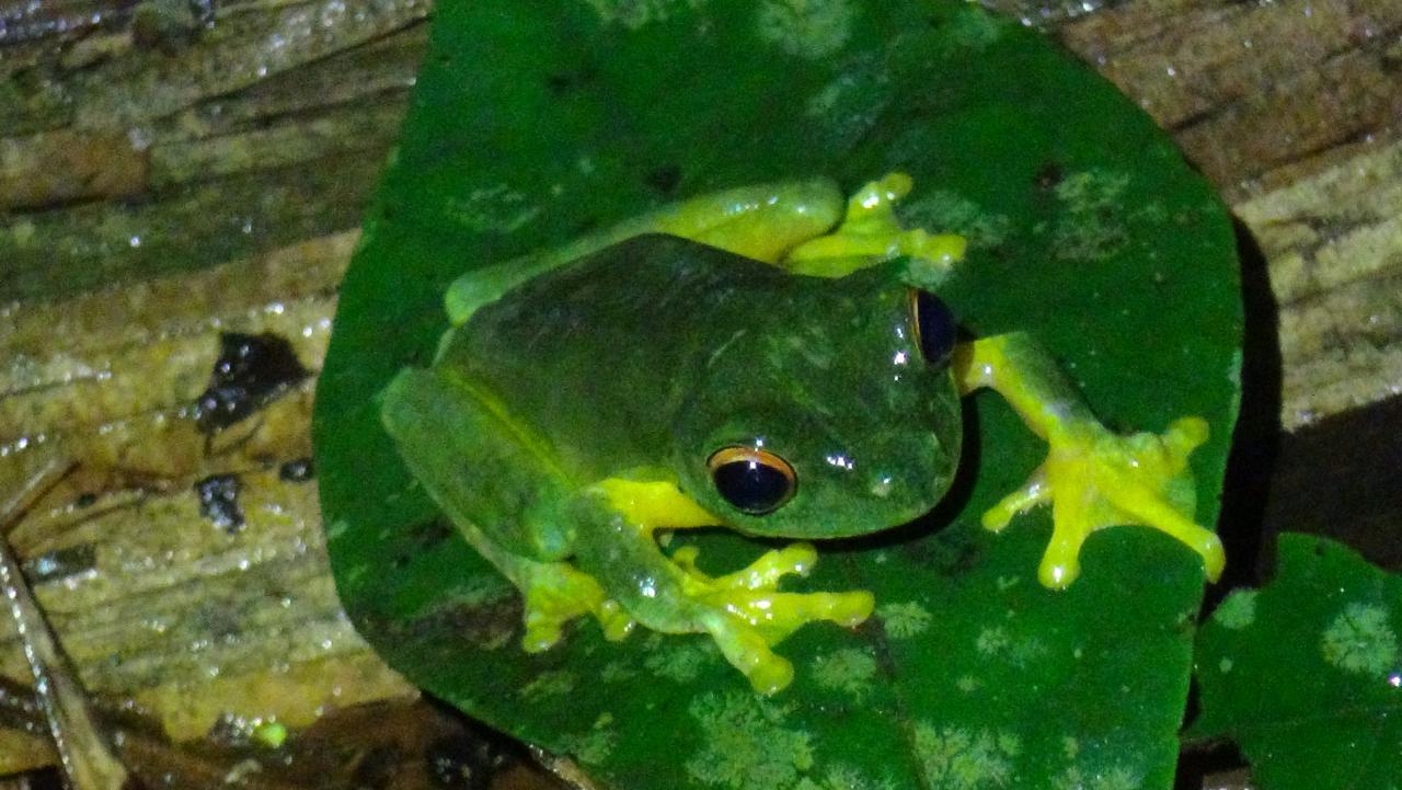 Heritage Lodge Daintree Esterno foto