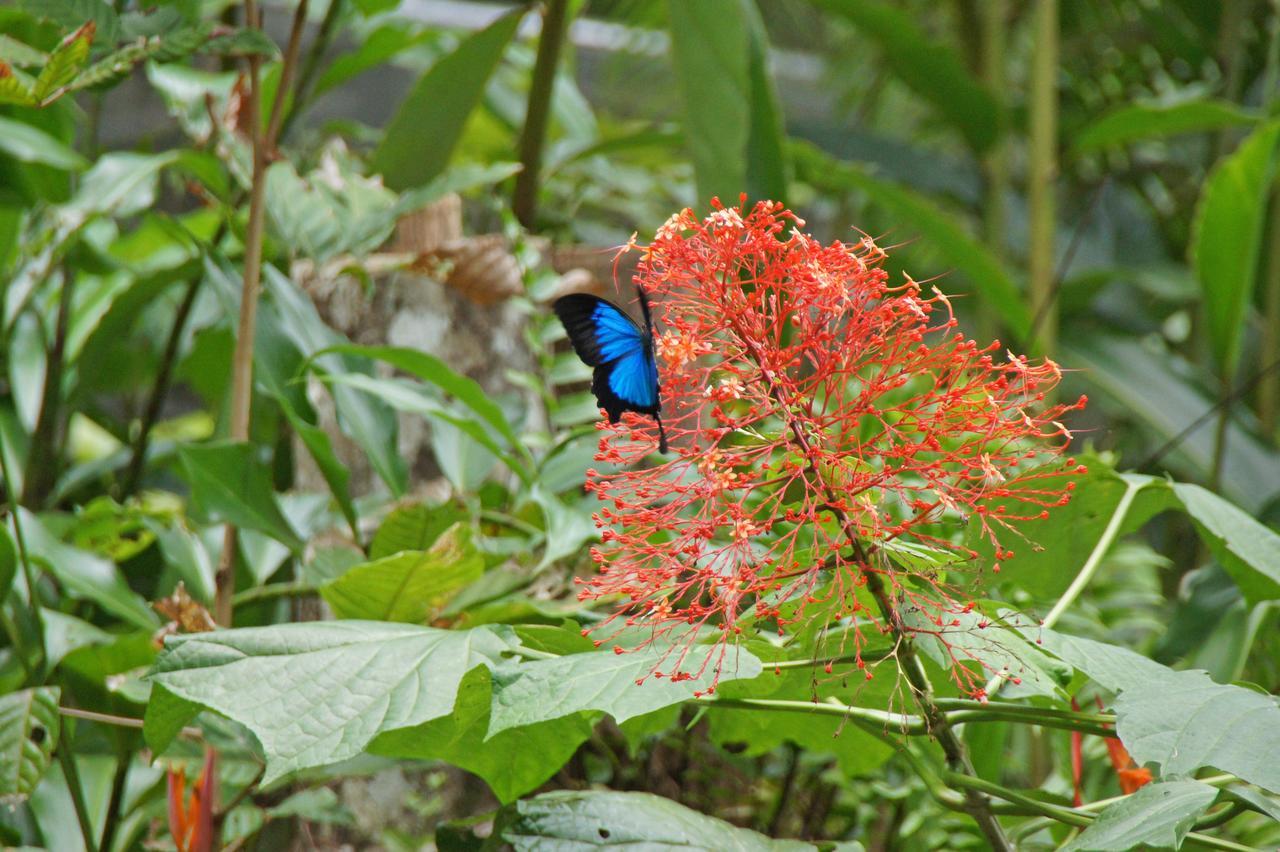 Heritage Lodge Daintree Esterno foto